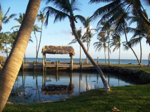 palmen aan zee | Key Islamorada